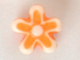 小五角花-橘