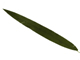 大劍蘭葉-10深綠